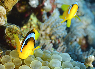 Red sea clownfish (Amphiprion bicinctus), Red Sea, Egypt.