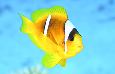 Red sea clownfish (Amphiprion bicinctus), Red Sea, Egypt.