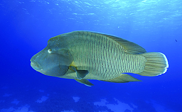 Humphead wrasse, Red Sea, Egypt.