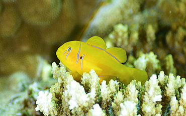 Citron goby (Gobiodon citrinus), Red Sea, Egypt.
