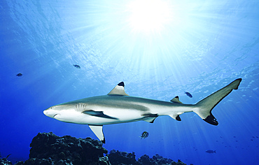 Blacktip reef shark, Yap, Micronesia.