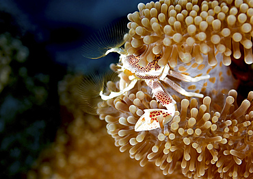 Porcelain crab in anemone, Yap, Micronesia.