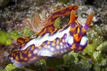 Yellow-Ridged Ceratosoma (Ceratosoma flavicostatum) nudibranch, head on view, Komodo National Park, Indonesia.