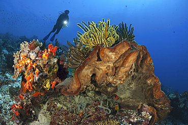Diver looks on at sponges, soft corals and crinoids in a colorful Komodo seascape, Indonesia.