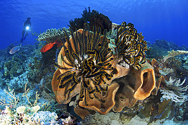 Diver looks on at sponges, soft corals and crinoids in a colorful Komodo seascape, Indonesia.