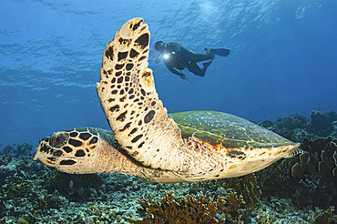 A diver swims over a Komodo reef with a hawksbill sea turtle off of Indonesia.