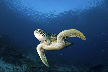 A green turtle (Chelonia mydas) swimming in Komodo National Park, Indonesia.