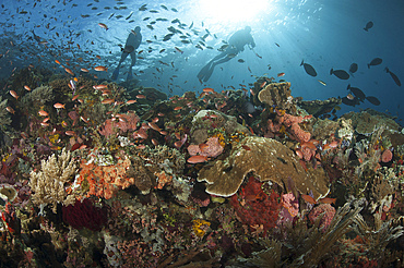 Diver looks on at sponges, soft corals and crinoids in a colorful Komodo seascape, Komodo National Park, Indonesia.