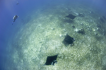 A trio of reef manta rays (Mobula alfredi) swimming above a reef top, Komodo National Park, Indonesia.