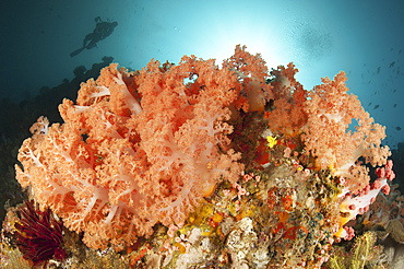 Diver looks on at sponges, pink soft corals and crinoids in a colorful Komodo seascape, Komodo National Park, Indonesia.