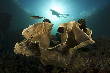 Diver looks on at sponges, coral and crinoids in a colorful Komodo seascape, taken at Cannibal Rock, Horseshoe Bay, Komodo National Park, Indonesia.