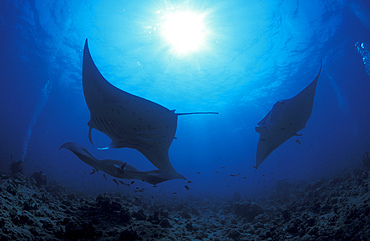 Three giant oceanic manta rays (Mobula birostris) circling at a cleaning station, South Ari Atoll, Maldives.