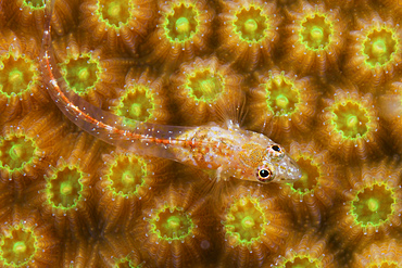 Unknown gobie/ blenny found at 48 feet deep, Bonaire, Caribbean Netherlands.
