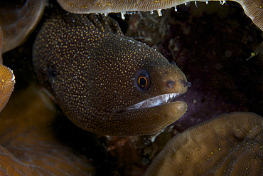 Close-up view of a Goldentail Moray Eel, Bonaire, Caribbean Netherlands.