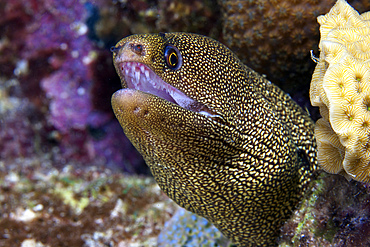Close-up view of a Goldentail Moray Eel, Bonaire, Caribbean Netherlands.