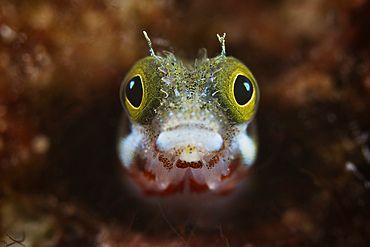 A Secretary Blenny looks out from its coral home, Bonaire, Caribbean Netherlands.
