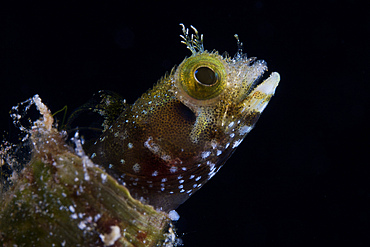 A Secretary Blenny looks out from its coral home, Bonaire, Caribbean Netherlands.