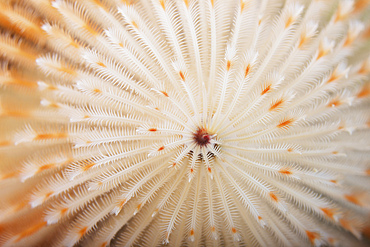 Macro image of a Christmas Tree Worm, Bonaire, Caribbean Netherlands.