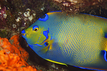 Colorful Queen Angelfish, Bonaire, Caribbean Netherlands.