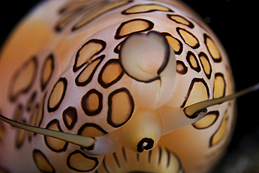 Detailed view of a beautiful Flamingo Tongue Snail, Bonaire, Caribbean Netherlands.