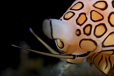 Detailed view of a beautiful Flamingo Tongue Snail, Bonaire, Caribbean Netherlands.