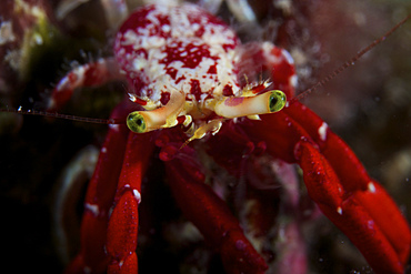 Close-up of a red Hermit Crab, Bonaire, Caribbean Netherlands.