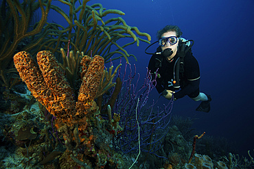Scuba diver swimming underwater amongst sea sponges, Bonaire, Caribbean Netherlands.