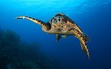 The hawksbill sea turtle (Eretmochelys imbricata) swims in the waters off the coast of Bonaire, Caribbean Netherlands. The hawksbill is a critically endangered sea turtle belonging to the family Cheloniidae.