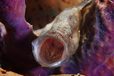 Longlure Frogfish yawning, Bonaire, Caribbean Netherlands.