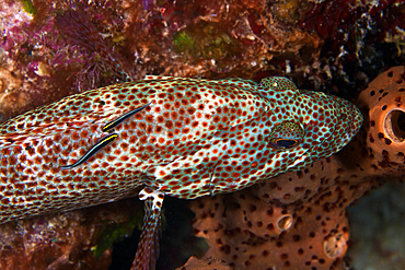 Two Sharknose Gobies clean a Red Hind, Bonaire, Caribbean Netherlands.