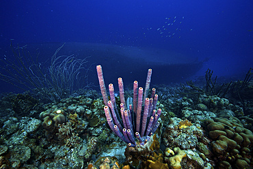 A large group of purple tube sponge sits high on the reef, Bonaire, Caribbean Netherlands.The Hilma Hooker Shipwreck is visible in the background.