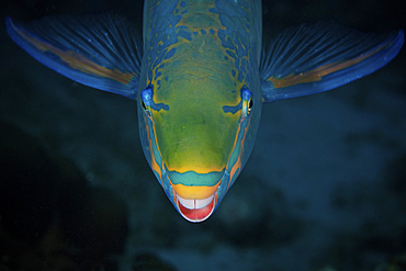 Queen Parrotfish feeding on algae, Bonaire, Caribbean Netherlands.