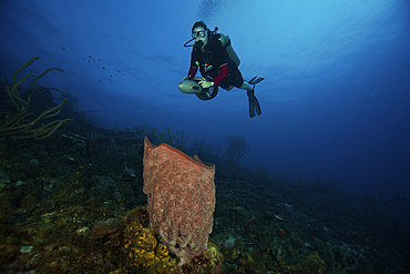 Scuba diver propels above a large vase sponge, Bonaire, Caribbean Netherlands.