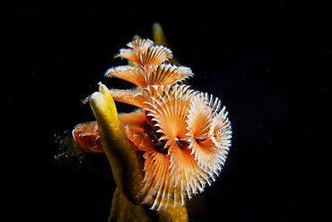 Christmas Tree Worm in fire coral, Bonaire, Caribbean Netherlands.