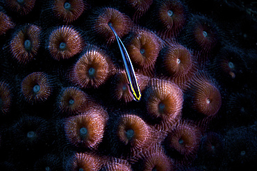 Sharknose Goby sits on some hard coral, Bonaire, Caribbean Netherlands.