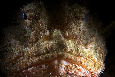 The face of a Spotted Scorpionfish, Bonaire, Caribbean Netherlands.
