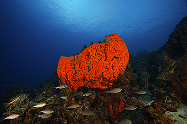School of Brown Chromis near a large elephant ear sponge, Bonaire, Caribbean Netherlands.