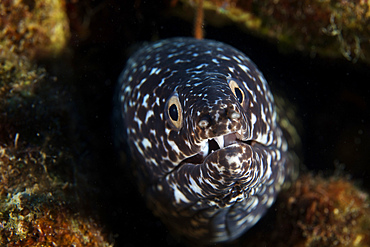 Spotted Moray Eel in its hole, Bonaire, Caribbean Netherlands.