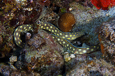 Sharptaiil Eel searchs the reef for food, Bonaire, Caribbean Netherlands.