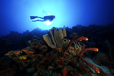 Scuba diver swims by some large sponges off the coast of Bonaire, Caribbean Netherlands.