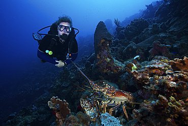 Scuba diver and a common spiny lobster, Bonaire, Caribbean Netherlands.