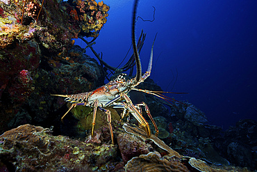 A common spiny lobster backs his way into the protection of the reef, Bonaire, Caribbean Netherlands.