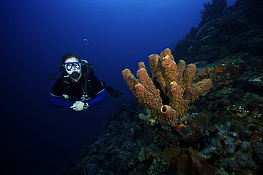 Scuba diver swims by some large sponges off the coast of Bonaire, Caribbean Netherlands.