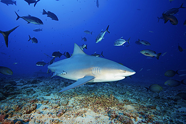 A huge bull shark with accompanying remora and schooling giant trevally, Fiji.