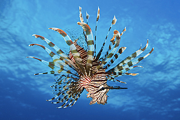 Lionfish displays its poisonous spines, Fiji.
