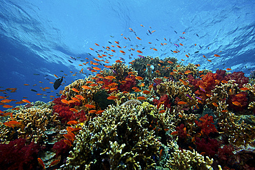 A school of orange basslets (Pseudanthias squamipinnis) on a healthy coral reef, Fiji.