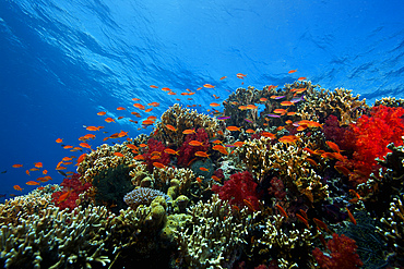 A school of orange basslets (Pseudanthias squamipinnis) on a healthy coral reef, Fiji.