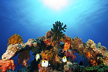 Teardrop Butterflyfish swim within a protective coral arch, Fiji.