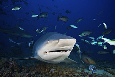 Huge bull shark with mouth open, Fiji.