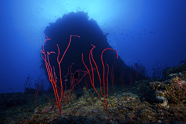 Red sea whip coral in deep water beneath a large coral bommie, Fiji.